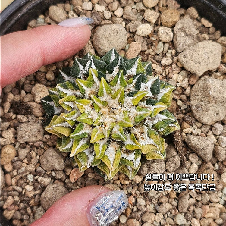 흑목단금 (아프리카식물/코덱스)--0